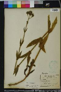 Verbena bonariensis image