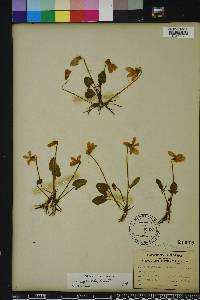 Viola septemloba image