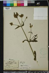 Verbena bonariensis image