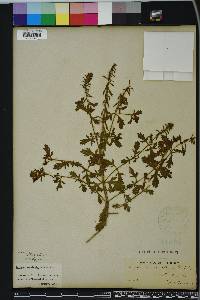 Verbena bracteata image