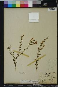 Calamintha coccinea image