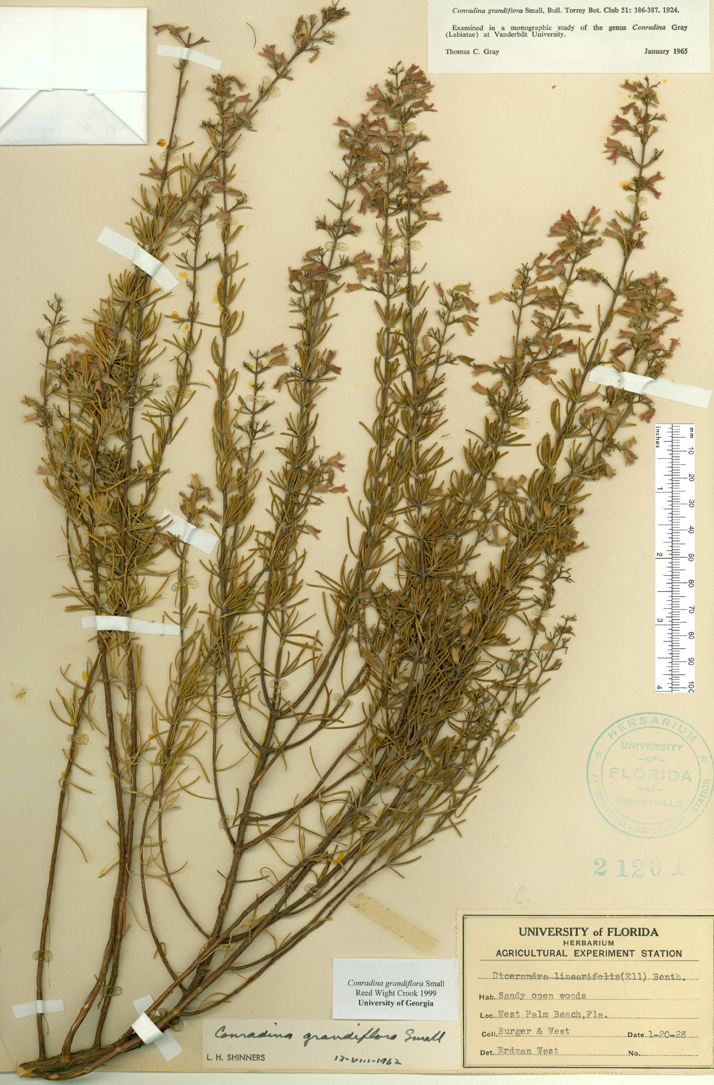 Conradina grandiflora image