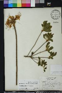 Rhododendron canescens image