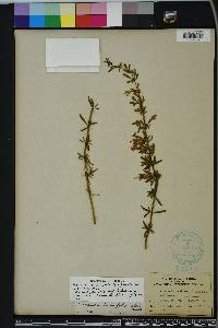 Dicerandra linearifolia image