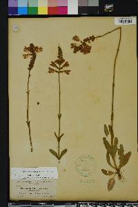 Physostegia purpurea image