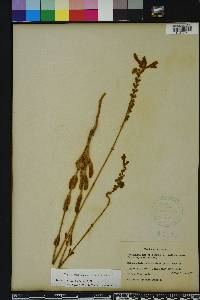 Physostegia purpurea image