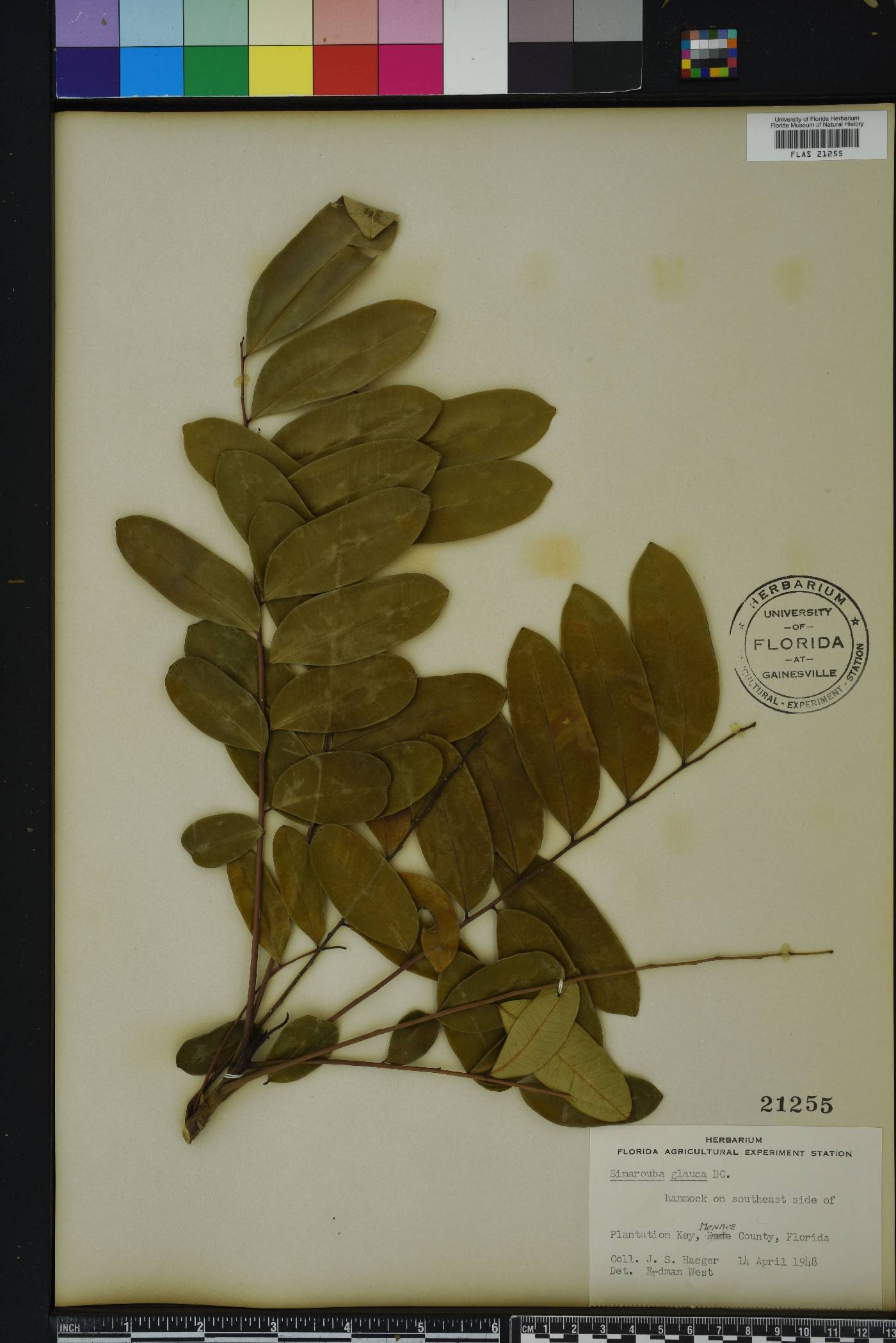 Simarouba glauca image