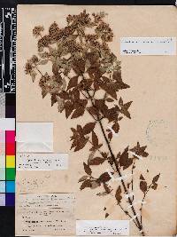 Pycnanthemum pycnanthemoides image