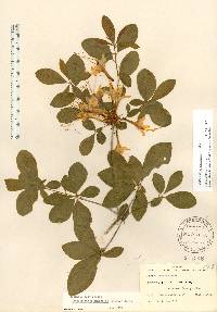 Rhododendron alabamense image