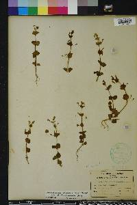 Clinopodium brownei image
