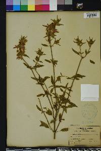 Monarda punctata image