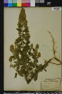 Nepeta cataria image