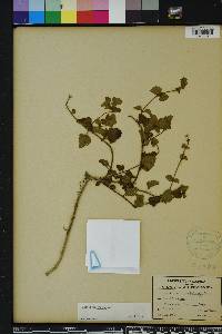 Salvia micrantha image