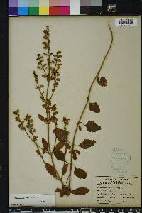 Scutellaria incana image