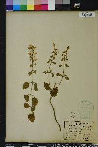 Scutellaria incana image