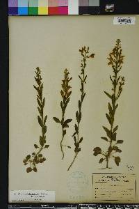 Scutellaria incana image