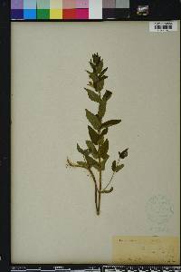 Scutellaria incana image