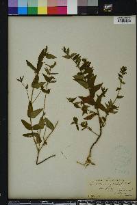 Scutellaria incana image