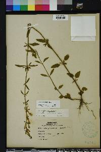 Scutellaria incana image