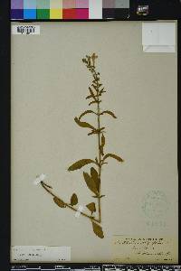 Scutellaria incana image