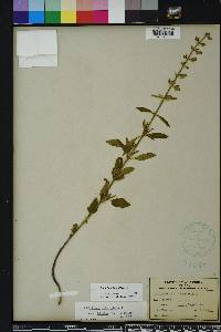 Scutellaria incana image