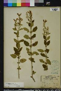 Scutellaria incana image