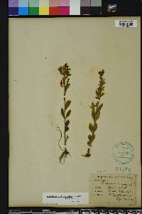 Scutellaria multiglandulosa image