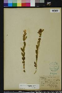 Scutellaria multiglandulosa image