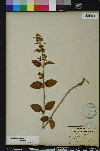 Scutellaria incana image