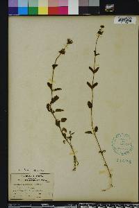 Stachys floridana image