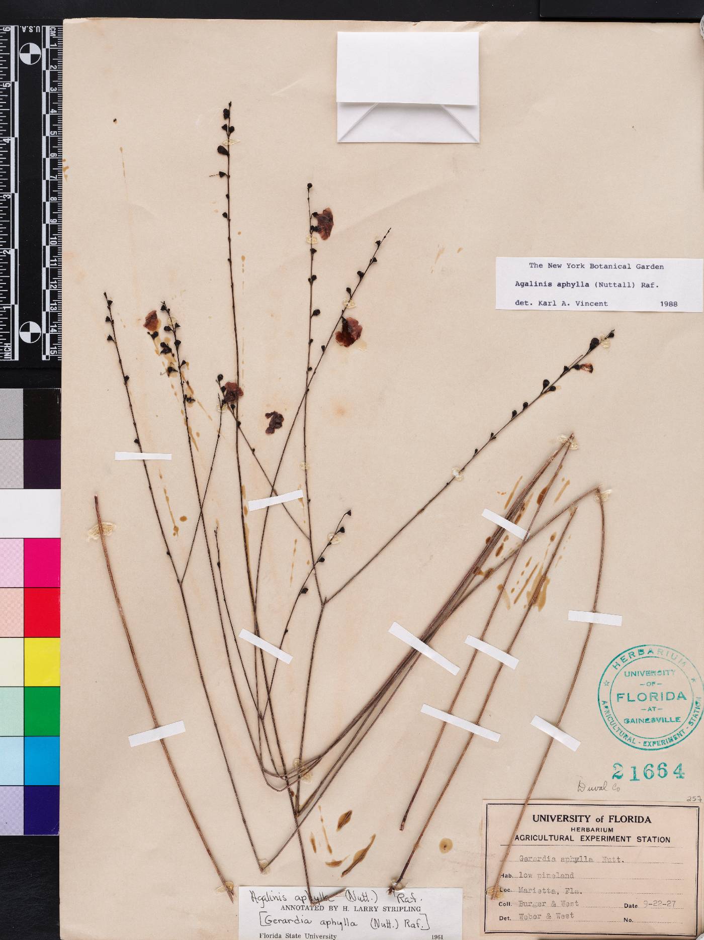 Agalinis aphylla image