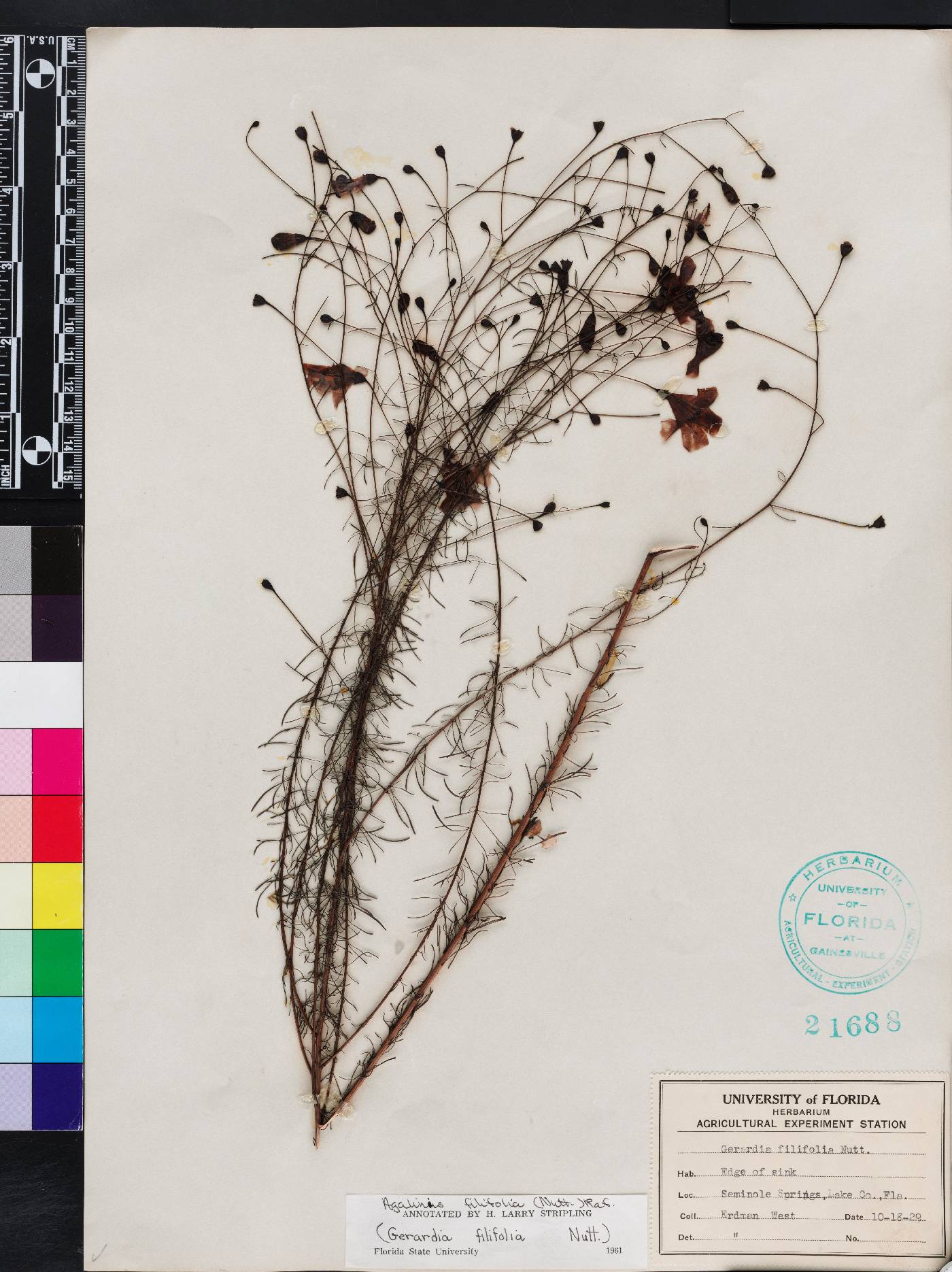 Agalinis filifolia image