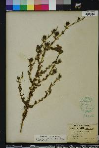 Aureolaria pectinata image