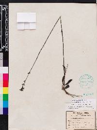 Buchnera floridana image