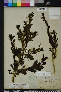 Capraria biflora image