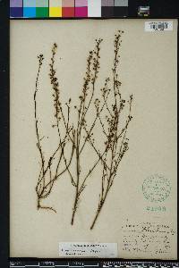 Linaria floridana image