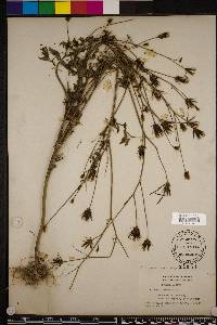 Bidens bipinnata image