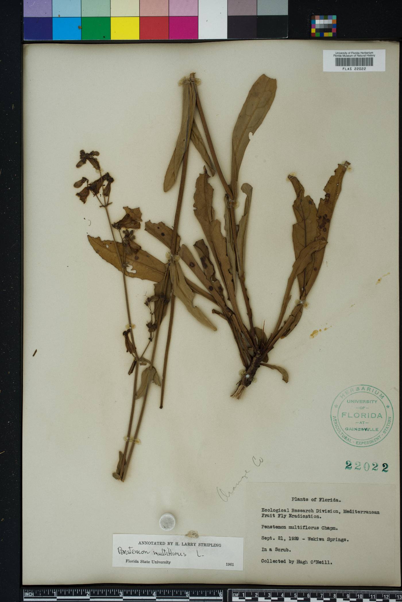 Penstemon multiflorus image