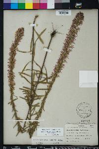 Liatris elegans image