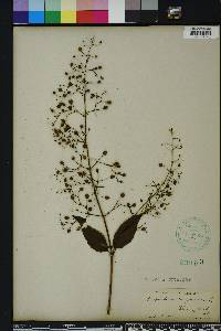 Scrophularia marilandica image