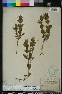 Dyschoriste oblongifolia image