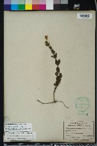 Dyschoriste oblongifolia image