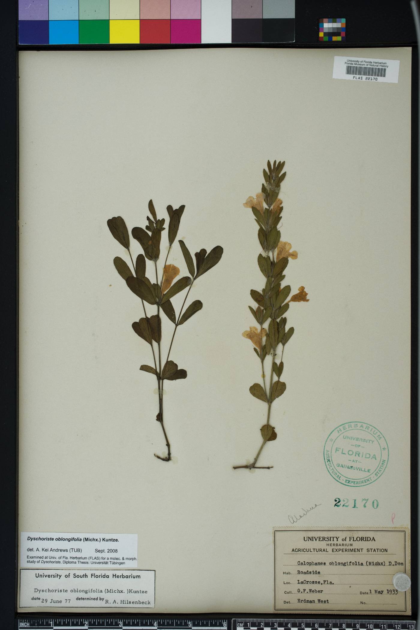 Dyschoriste oblongifolia image