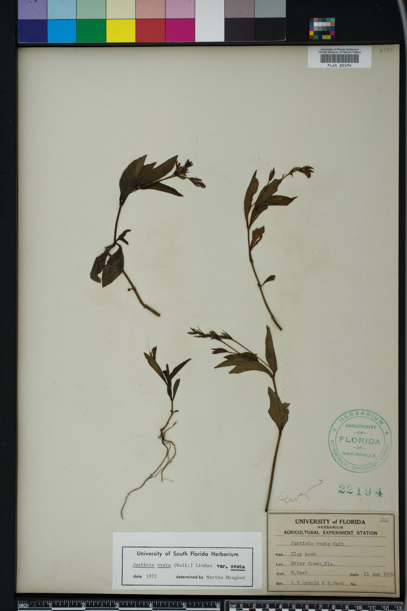 Justicia ovata var. ovata image