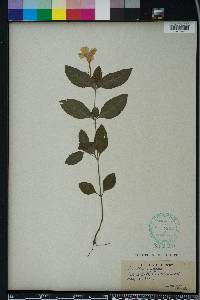 Ruellia caroliniensis image