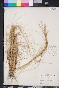 Aristida purpurascens image