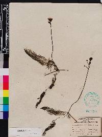 Utricularia foliosa image