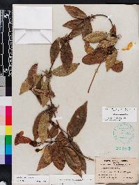 Bignonia capreolata image