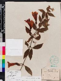 Bignonia capreolata image