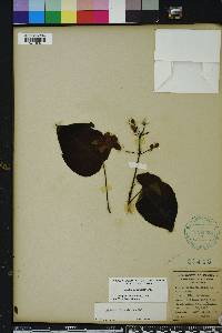 Catalpa bignonioides image